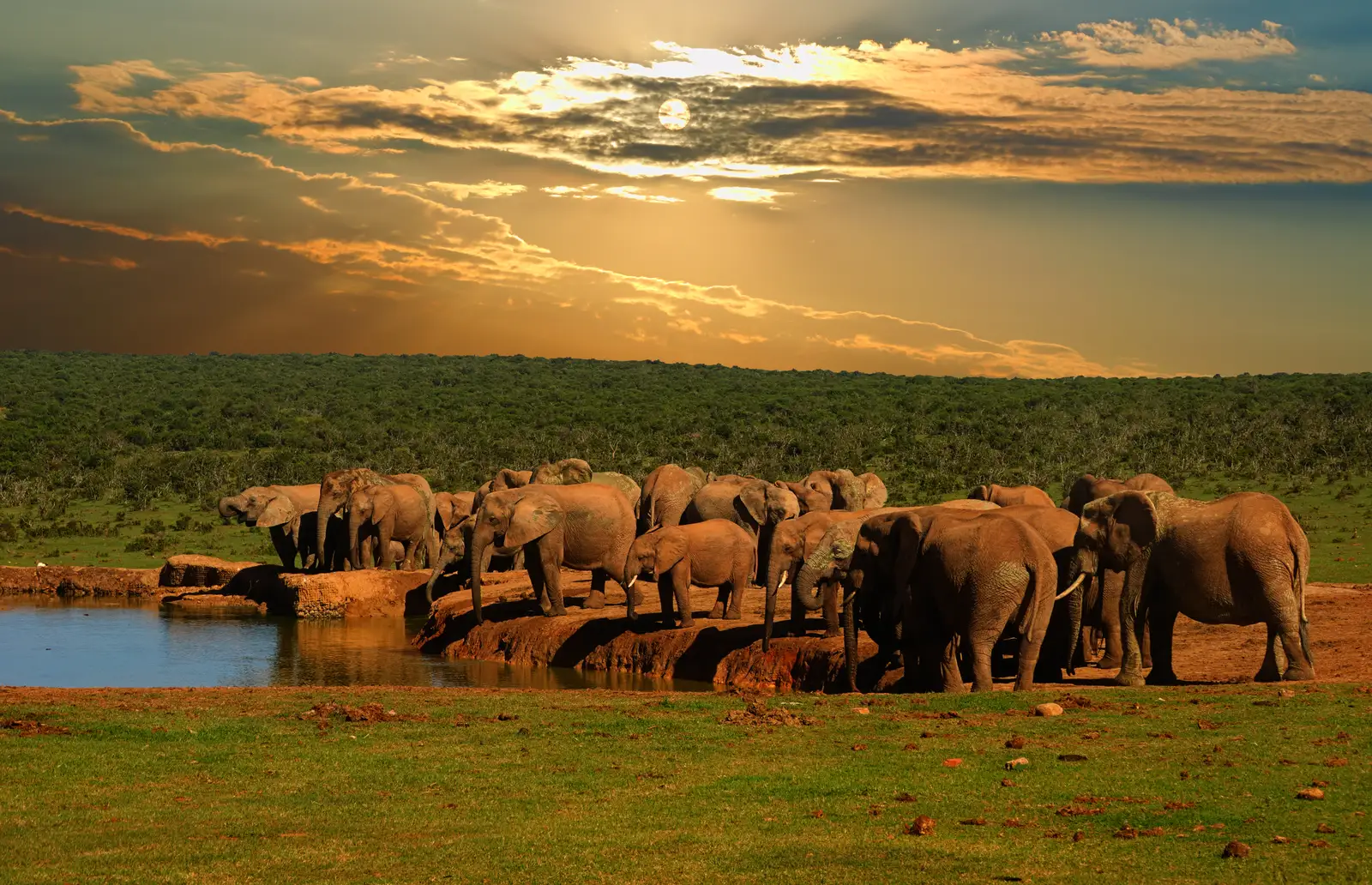 Addo Elephant Park