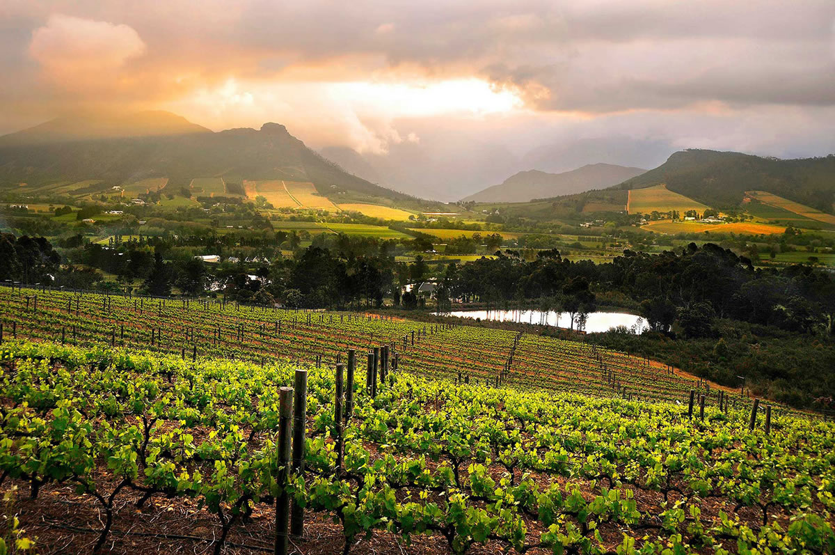 Cape Winelands